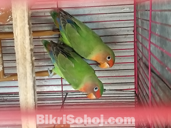 Love Bird
